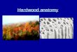 Hardwood anatomy. Hardwoods - vessel element and pores Vessel element Fibers
