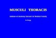 MUSCULI THORACIS Institute of Anatomy 2nd and 1st Medical Faculty R. Druga