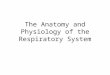 The Anatomy and Physiology of the Respiratory System