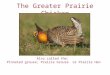 The Greater Prairie Chicken Also called the: Pinnated grouse; Prairie Grouse or Prairie Hen