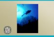 Florida Keys National Marine Sanctuary Water Quality Protection Program Data Integration System Daniel Kiermaier Fish and Wildlife Research Institute