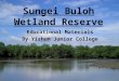 Sungei Buloh Wetland Reserve Educational Materials By Yishun Junior College