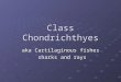 Class Chondrichthyes aka Cartilaginous fishes sharks and rays sharks and rays