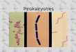 Prokaryotes. Prokaryotes Classification of prokaryotes has dramatically changed due to analysis of the genomes of various types of cells:Classification