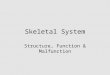 Skeletal System Structure, Function & Malfunction