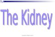 Josephine Ebejer Grech. The Kidneys Your kidneys are two bean- shaped organs, each about the size of your fist. They are located in the middle of your
