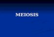 MEIOSIS. Two successive nuclear divisions occur, Meiosis I (Reduction) and Meiosis II (Division). Two successive nuclear divisions occur, Meiosis I