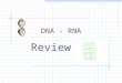 DNA - RNA Review. DNA What is the abbreviation for deoxyribonucleic acid ?