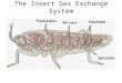 The Insect Gas Exchange System. An X-ray of the yellow mealworm beetle - revealing the system of white tubes or tracheae running through its body