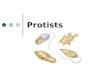 Protists. What is a Protist? The Protist Kingdom is also known as the “Junk Drawer Kingdom”. THINK! What does this nickname imply about the kingdom? The