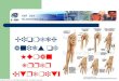 Biomechanics of Human Upper Extremity Picture retrieved from  