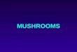 MUSHROOMS. Cyclopeptide Containing Mushrooms ./~mflorian/ mycology/fungi/amanphal.html