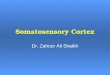 Somatosensory Cortex Dr. Zahoor Ali Shaikh. Somatosensory Areas Somatosensory Area I – S I. (Brodmann area 1,2,3) – post central gyrus parietal lobe