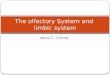 Idara C. Eshiet The olfactory System and limbic system