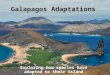 Galapagos Adaptations Exploring how species have adapted to their island environments over time