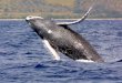 Sound Pollution Human noise drowns out song of whales