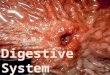 Digestive System. Organs of Digestion Four components of digestion: ComponentRole IngestionThe taking in of nutrients DigestionBreak down of molecules