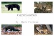 Carnivores By: Mark Fortese. Carnivora Comes from the Latin “caro”, meaning “flesh”, and “vorare”, meaning “to devour” Order of mammals 269 species world