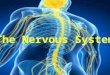 Biology and Behavior The Nervous System is our bodies “Blueprint”: – It gathers & processes information – Responds to stimuli – Coordinates the workings