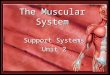 The Muscular System Support Systems Unit 2. Functions of the Muscular System Heat Production (thermogenesis) –Breaking of ATP during muscle contraction