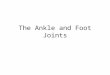 The Ankle and Foot Joints. Function of the foot Provide a stable platform Generate propulsion Absorb shock