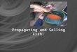 Propagating and Selling Fish!. Next Generation Science / Common Core Standards Addressed HS ‐ LS2 ‐ 6.Evaluate the claims, evidence, and reasoning that