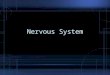 Nervous System. The Neuron Also called the nerve cell It is the basic structural unit of the nervous system