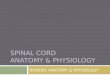 SPINAL CORD ANATOMY & PHYSIOLOGY HONORS ANATOMY & PHYSIOLOGY