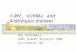 TuMV, miRNAs and Arabidopsis thaliana Amy Shatswell HHMI Summer Research 2006 Carrington Lab