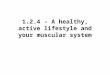 1.2.4 - A healthy, active lifestyle and your muscular system