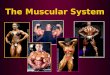 The Muscular System. Muscles Facts Are there more muscles or bones?Are there more muscles or bones? – Muscles (around 640) Each lb of muscle burns 75-