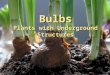 Bulbs Plants with Underground Structures Bulbs are plants with underground structures  Serve as storage organs  Accumulate nutrient reserves for plant