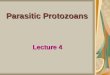 Parasitic Protozoans Lecture 4. 2- Flagellates 1- Trypanosoma spp. 2- Leishmania spp. 3- Giardia spp. 4- Trichomonas spp