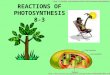 REACTIONS OF PHOTOSYNTHESIS 8-3 20CD/0076.JPG 