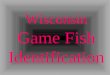 Wisconsin Game Fish Identification. Dorsal Fin Caudal Fin Anal Fin Pelvic Fin Pectoral Fin Operculum