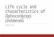 Life cycle and characteristics of Ophiocordyceps Unilateralis CRAIG WILT