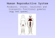 Human Reproductive System Produces, stores, nourishes and transports functional gametes (egg and sperm)