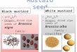 Mustard seed Black mustard الخردل الاسود Origin: dried ripe seeds of Brassica nigra Family: cruciferae (Brassicaceae) الخردل الاسود Origin: dried ripe