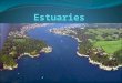 What is an estuary? An estuary is a partially enclosed body of water where two different bodies of water meet and mix (e.g. fresh water from rivers or