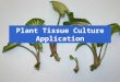 Plant Tissue Culture Application. Development of superior cultivars Germplasm storage Somaclonal variation Embryo rescue Ovule and ovary cultures Anther