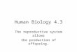 Human Biology 4.3 The reproductive system allows the production of offspring