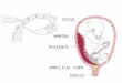 FETUS PLACENTA UMBILICAL CORD CERVIX AMNION. Functions of the Placenta Slide 16.55 Copyright © 2003 Pearson Education, Inc. publishing as Benjamin
