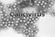 Family Caliciviridae Genus Vesivirus; species: swine Lagovirus; species: Rabbit hemorrhagic disease Norovirus; species: Norwalk Sapovirus; species: Sapporo
