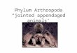 Phylum Arthropoda “jointed appendaged animals’. The phylum with the greatest number of species Four lineages: –Trilobites (all extinct) –Chelicerates