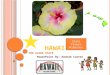 H AWAII THE A LOHA STATE PowerPoint By: Hannah Carter State Flower Hibiscus