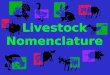 Livestock Nomenclature. Nomenclature A system of names in a science