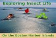 Exploring Insect Life On the Boston Harbor Islands