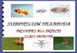 SUBPHYLUM HEXAPODA INCLUDES ALL INSECTS CLASS INSECTA