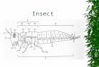 Insect. Insect Body Parts  ab - abdomen  an - antenna  cpe – compound eye  cr – circus  epm – epimeron  eps – episternum  hd – head  la – labium