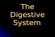 The Digestive System. What Happens During Digestion Three Main Processes ◊ Digestion: is the mechanical and chemical breakdown of foods within the stomach